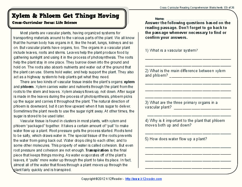 Xylem and Phloem Worksheet for 4th - 5th Grade | Lesson Planet Xylem And Phloem Worksheet