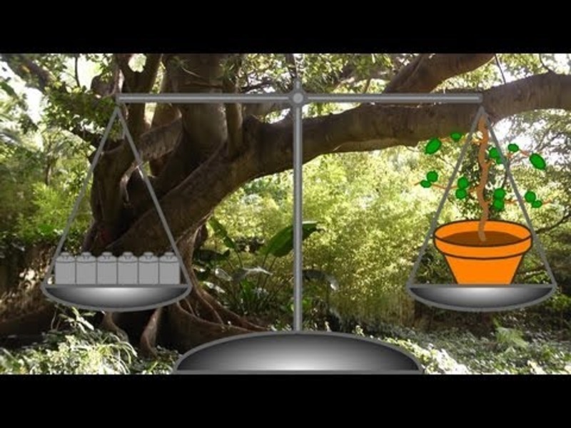Where Do Trees Get Their Mass From? Instructional Video for 6th 12th
