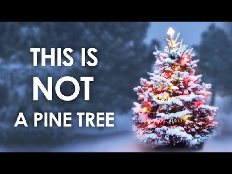 This Is Not a Pine Tree Instructional Video for 6th 12th Grade