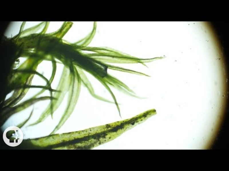 These 'Resurrection Plants' Spring Back to Life in Seconds