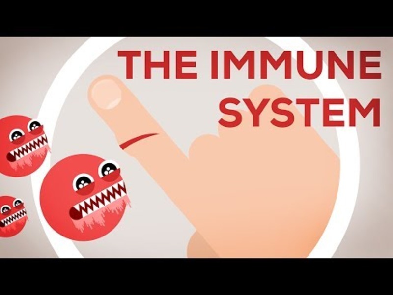 The Immune System Explained