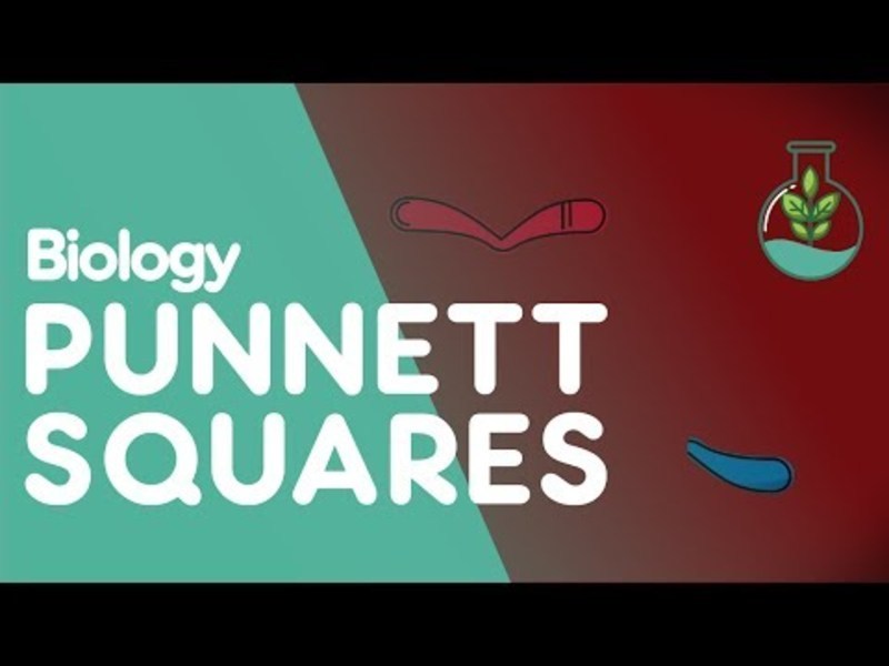 Squares Instructional Video for 9th 12th Grade Lesson