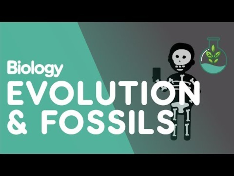 Fossils and Evidence for Evolution Video for 9th - 12th Grade | Lesson