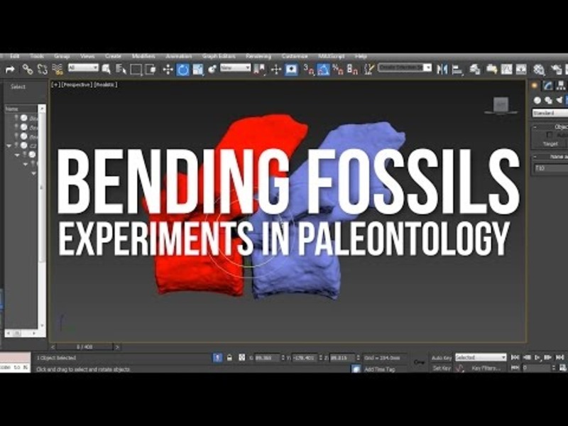 Bending Fossils Experiments In Paleontology (Harvard Adventures, Part