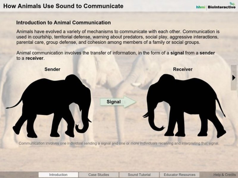 How Animals Use Sound to Communicate Interactive for 10th 12th Grade
