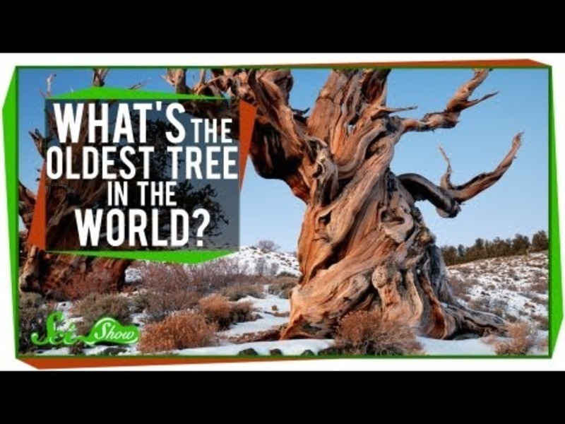 What's The Oldest Tree in the World? Instructional Video for 9th 12th