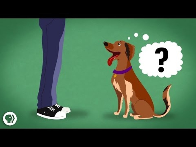 Does My Dog Know What I'm Thinking? Instructional Video for 6th 12th