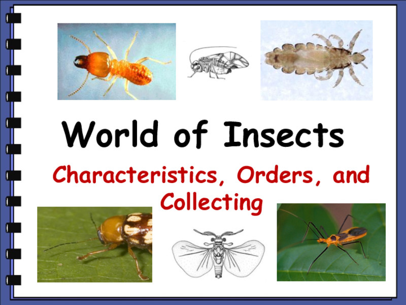 World of Insects Characteristics, Orders, and Collecting PPT for 9th