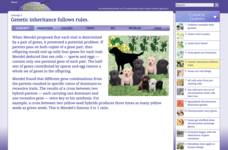Genetic Inheritance Follows Rules Interactive