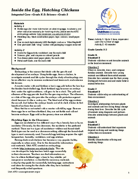 Inside the Egg, Hatching Chickens Lesson Plan for Kindergarten - 3rd ...