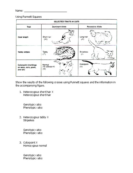 Punnett Squares Worksheet for 9th - Higher Ed | Lesson Planet