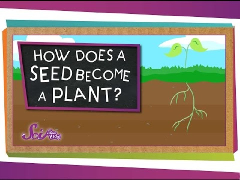 How Does A Seed A Plant? Instructional Video for Kindergarten
