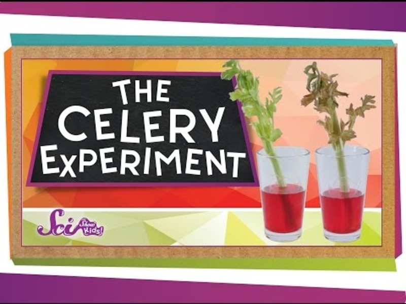 The ColorChanging Celery Experiment! Instructional Video for